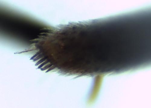 Nomada distinguenda